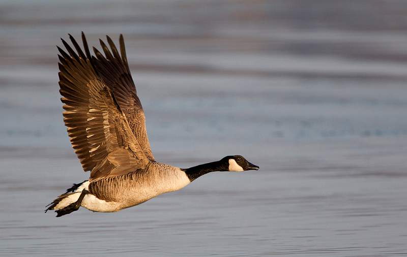Canada Goose - David Schenck.jpg